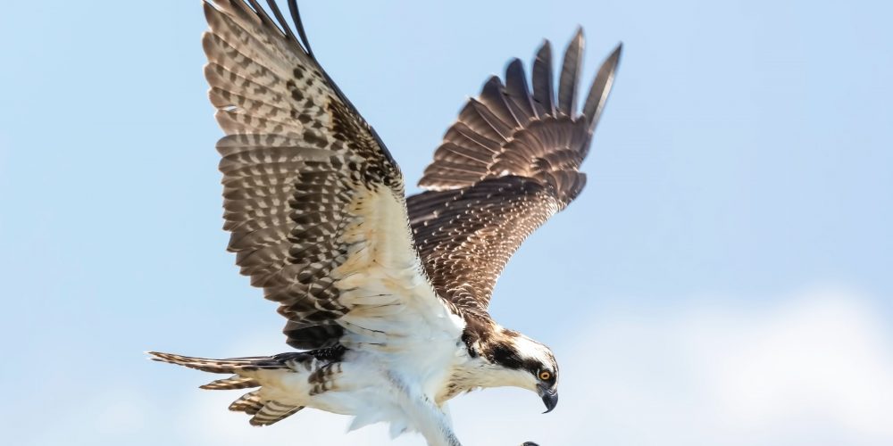 AC Prudential Fund Management